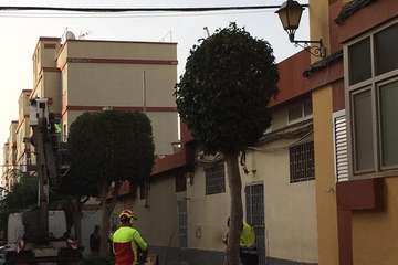 Poda y tratamiento de las zonas verdes de Las Longueras (Foto TA)